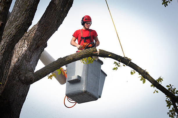 Trusted Sheridan, WY Tree Services Experts